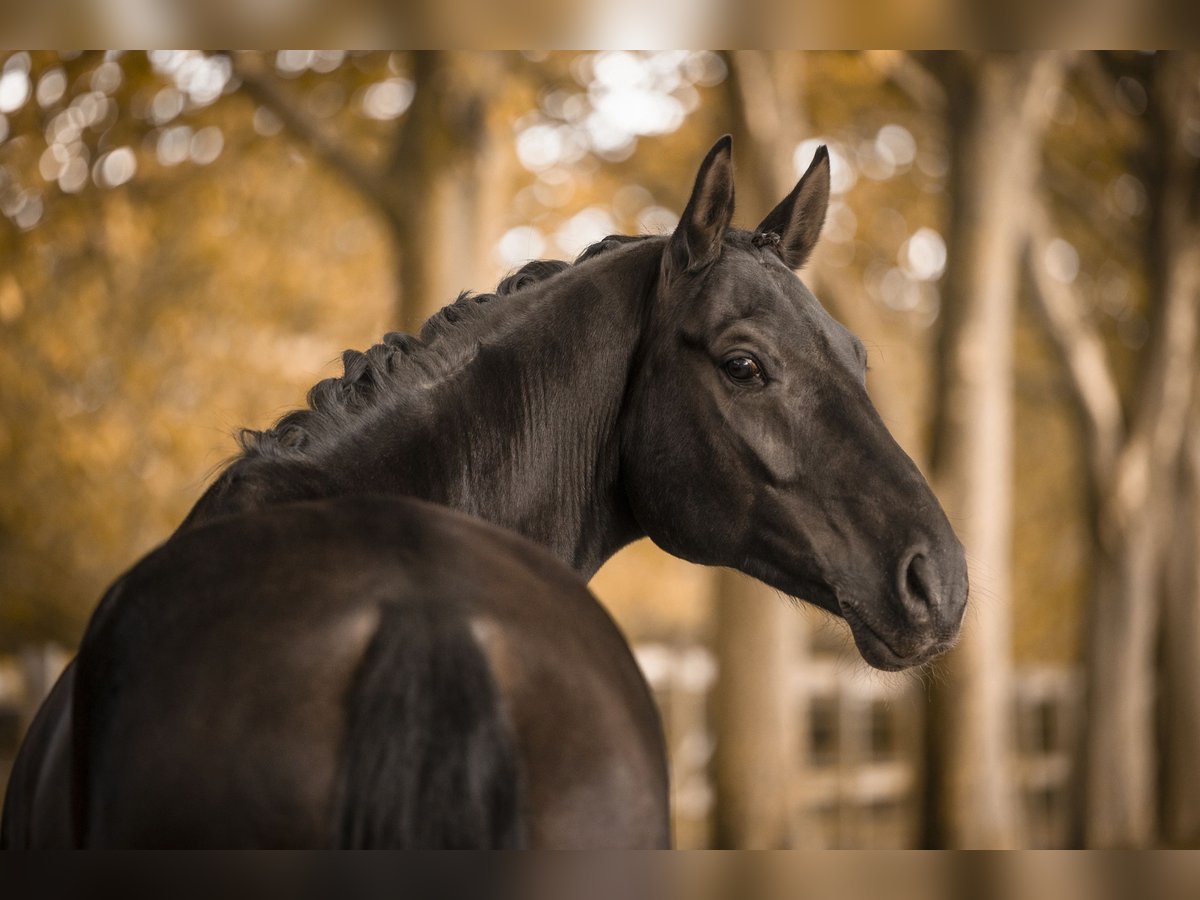 Oldenbourg Hongre 7 Ans 167 cm Noir in Bielefeld