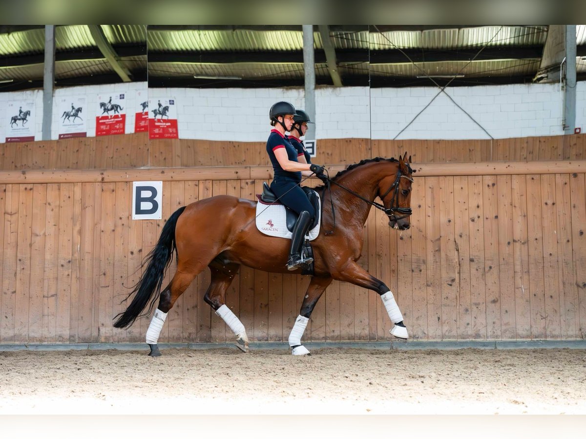 Oldenbourg Hongre 7 Ans 168 cm Bai in Ziemięcice