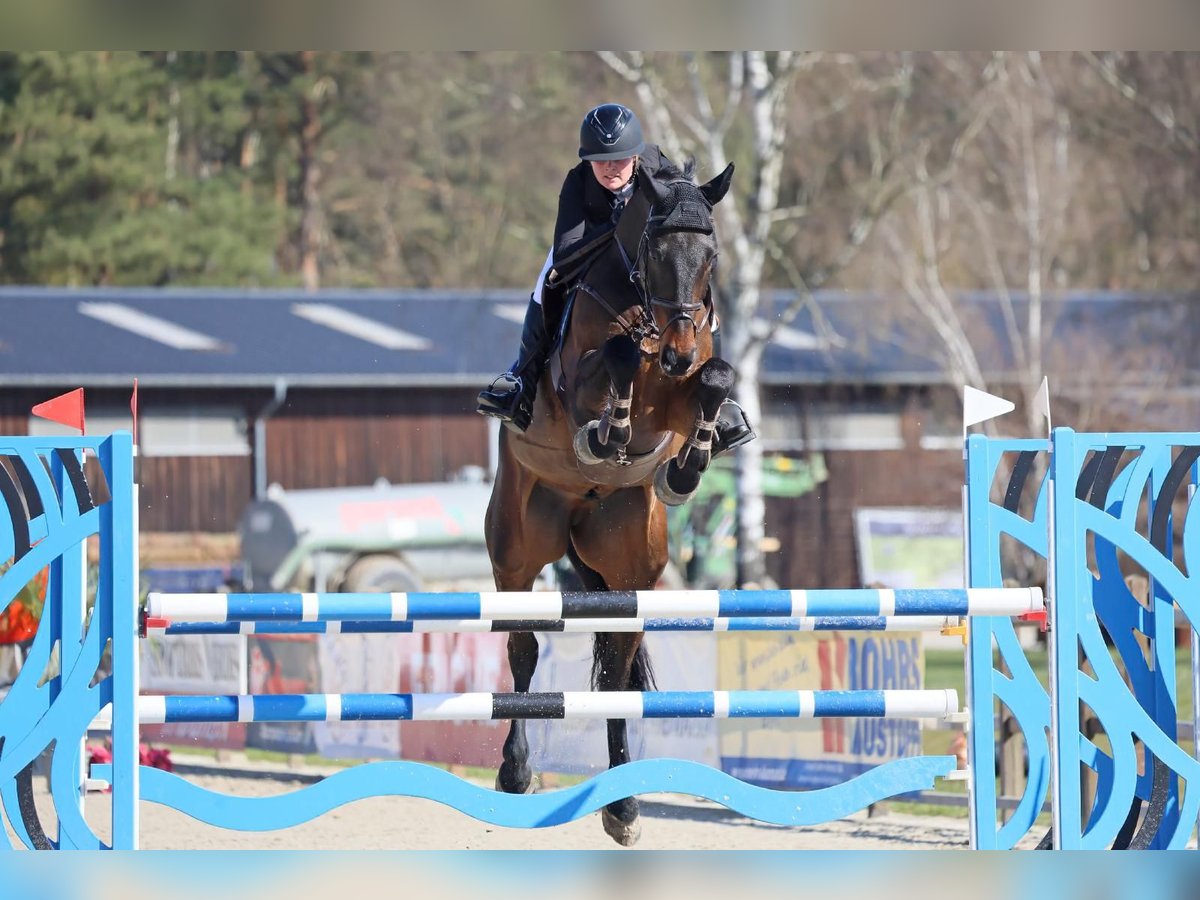 Oldenbourg Hongre 7 Ans 170 cm Bai brun foncé in Verden (Aller)