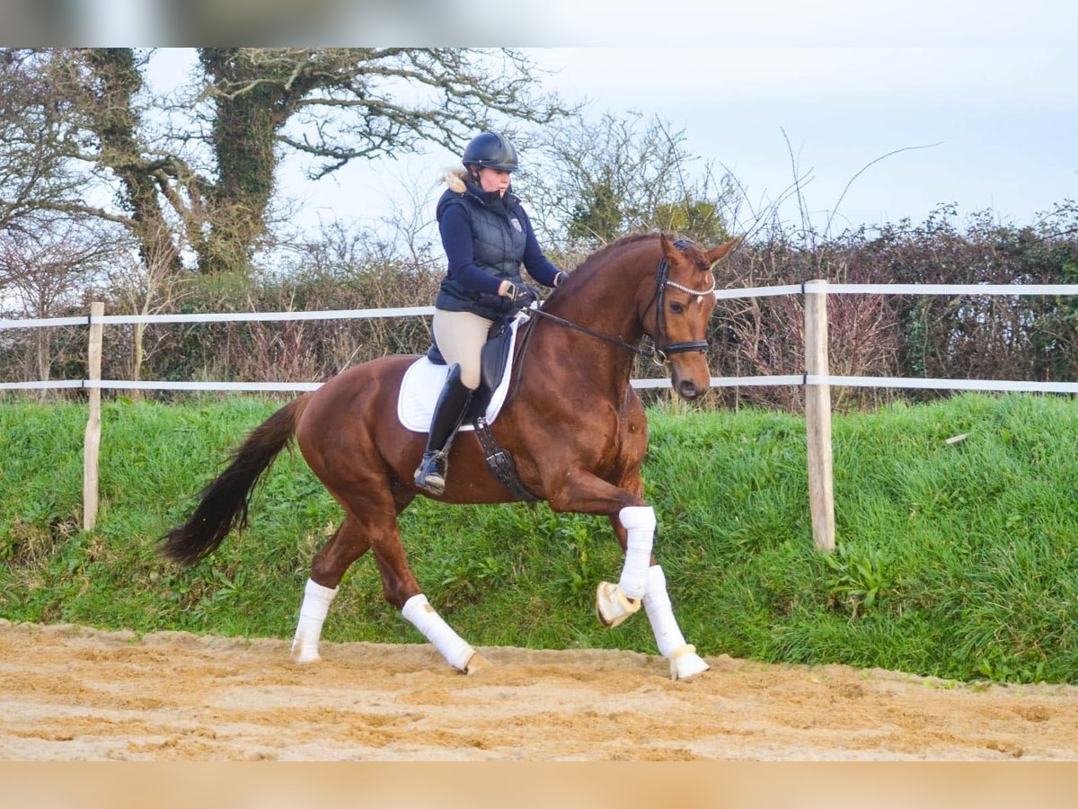 Oldenbourg Hongre 7 Ans 171 cm Alezan brûlé in Marigny