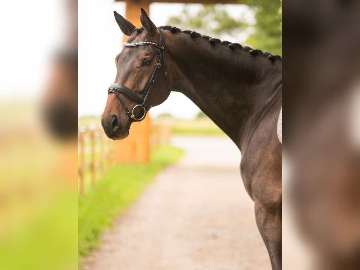 Oldenbourg Hongre 7 Ans 171 cm Bai in Dahme