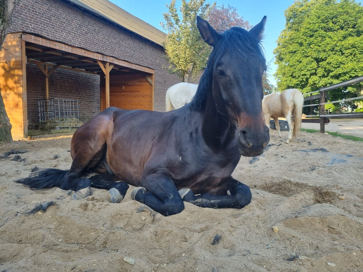 Oldenbourg Hongre 7 Ans 172 cm Bai brun in Rommerskirchen