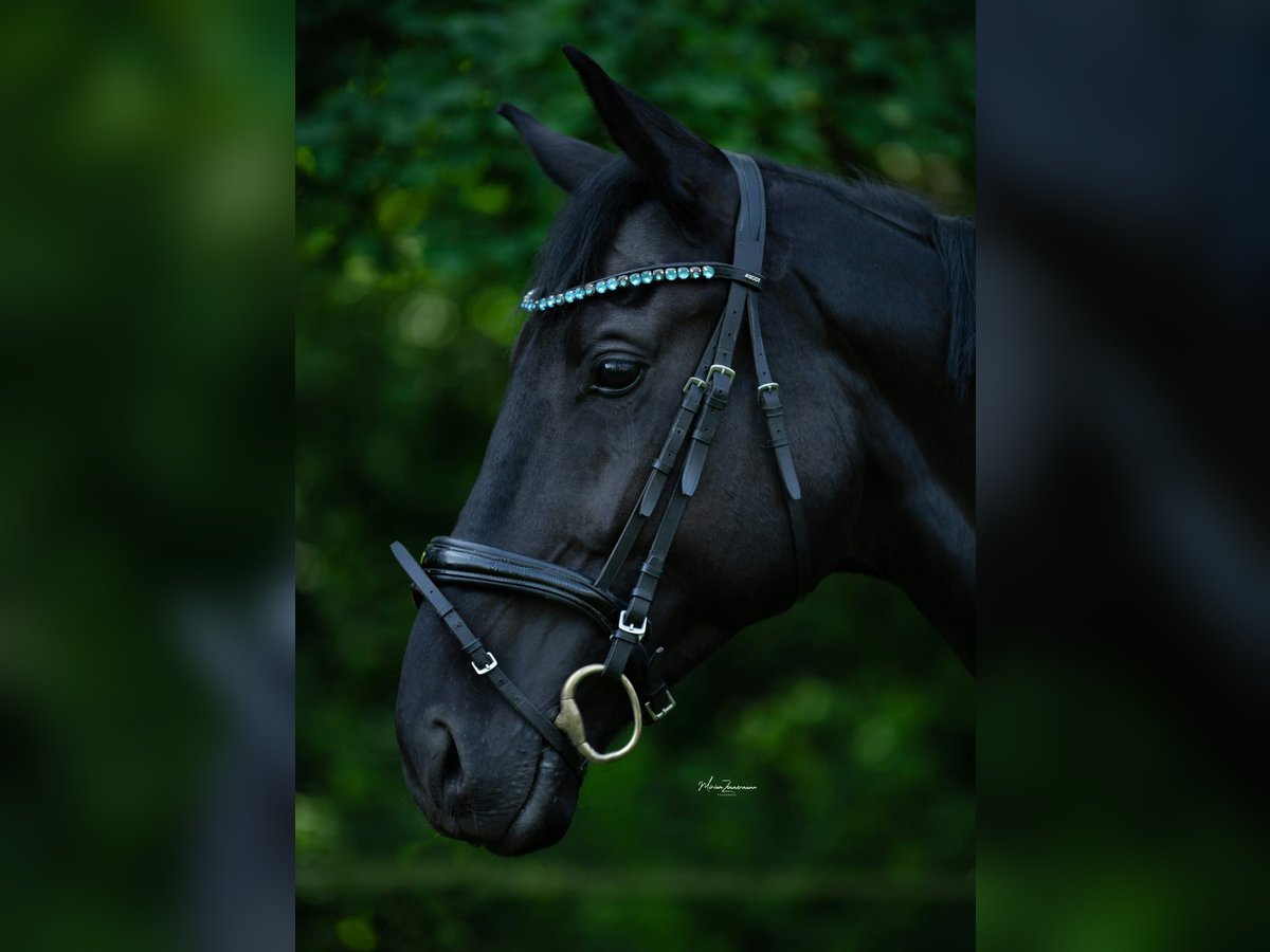 Oldenbourg Hongre 7 Ans 175 cm Noir in M&#xF6;nchengladbach