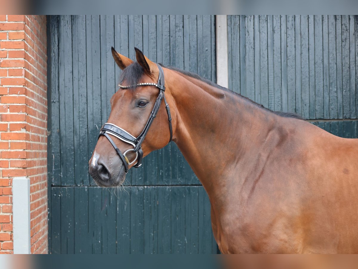 Oldenbourg Hongre 7 Ans 177 cm Bai in Haftenkamp