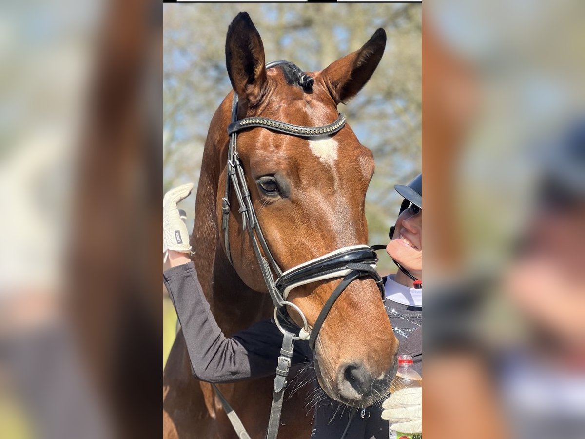 Oldenbourg Hongre 7 Ans 182 cm Bai in Bergisch Gladbach