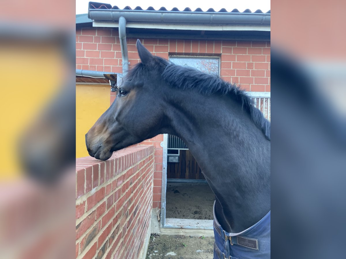 Oldenbourg Hongre 8 Ans 163 cm Bai brun foncé in Barsinghausen