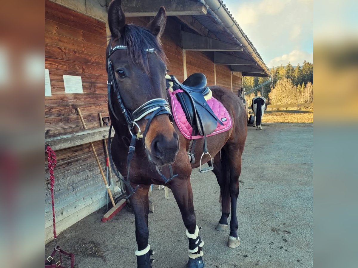 Oldenbourg Hongre 8 Ans 170 cm Bai in Weißkirchen / Judenburg