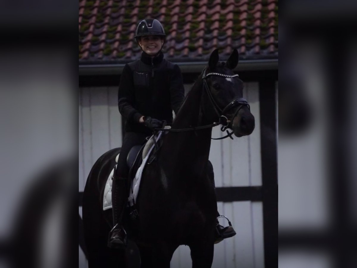 Oldenbourg Hongre 8 Ans 172 cm in Ostbevern