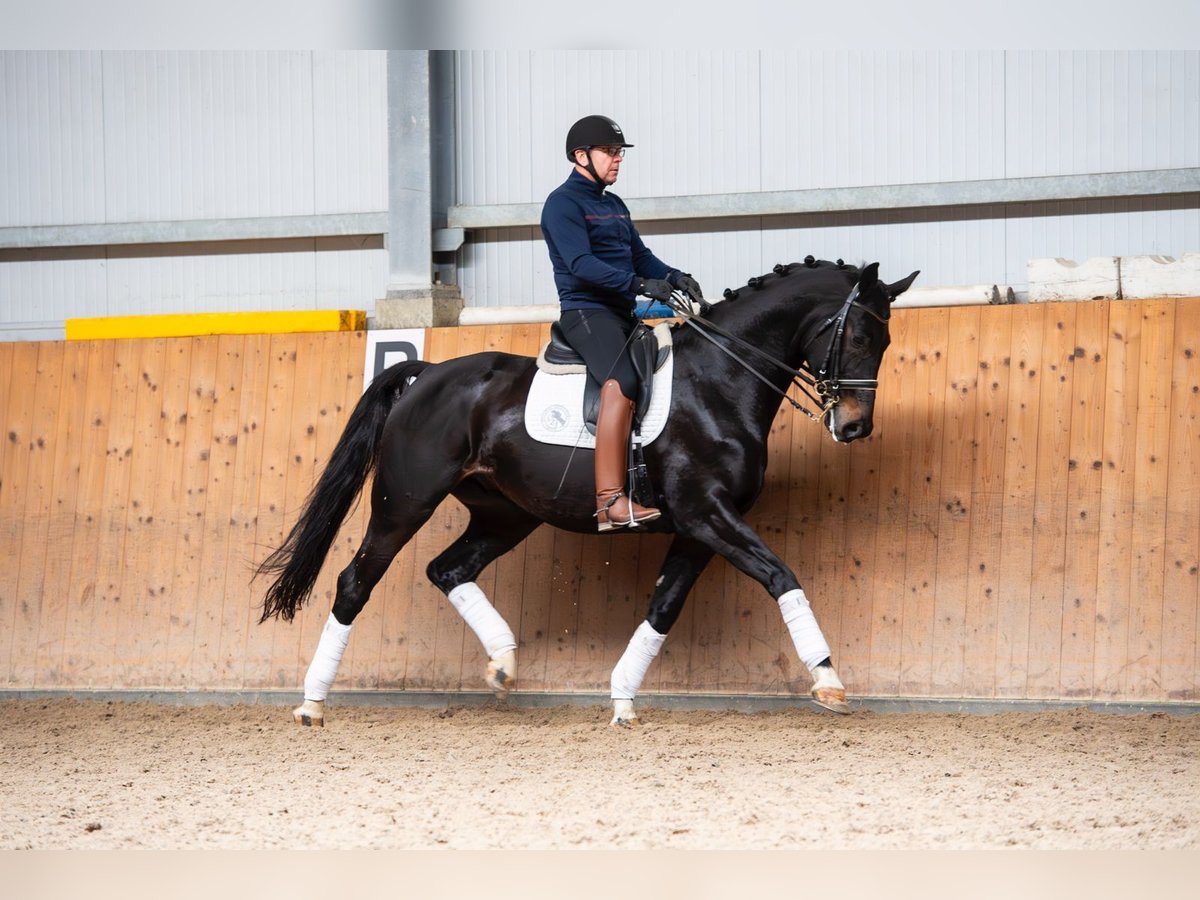 Oldenbourg Hongre 8 Ans 173 cm in Ziemięcice