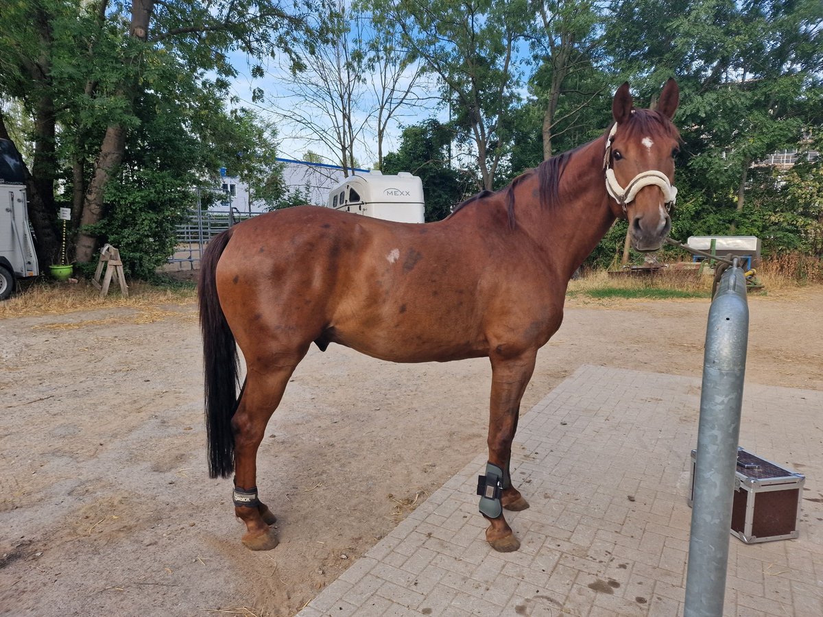 Oldenbourg Hongre 9 Ans 168 cm Alezan brûlé in Sarstedt