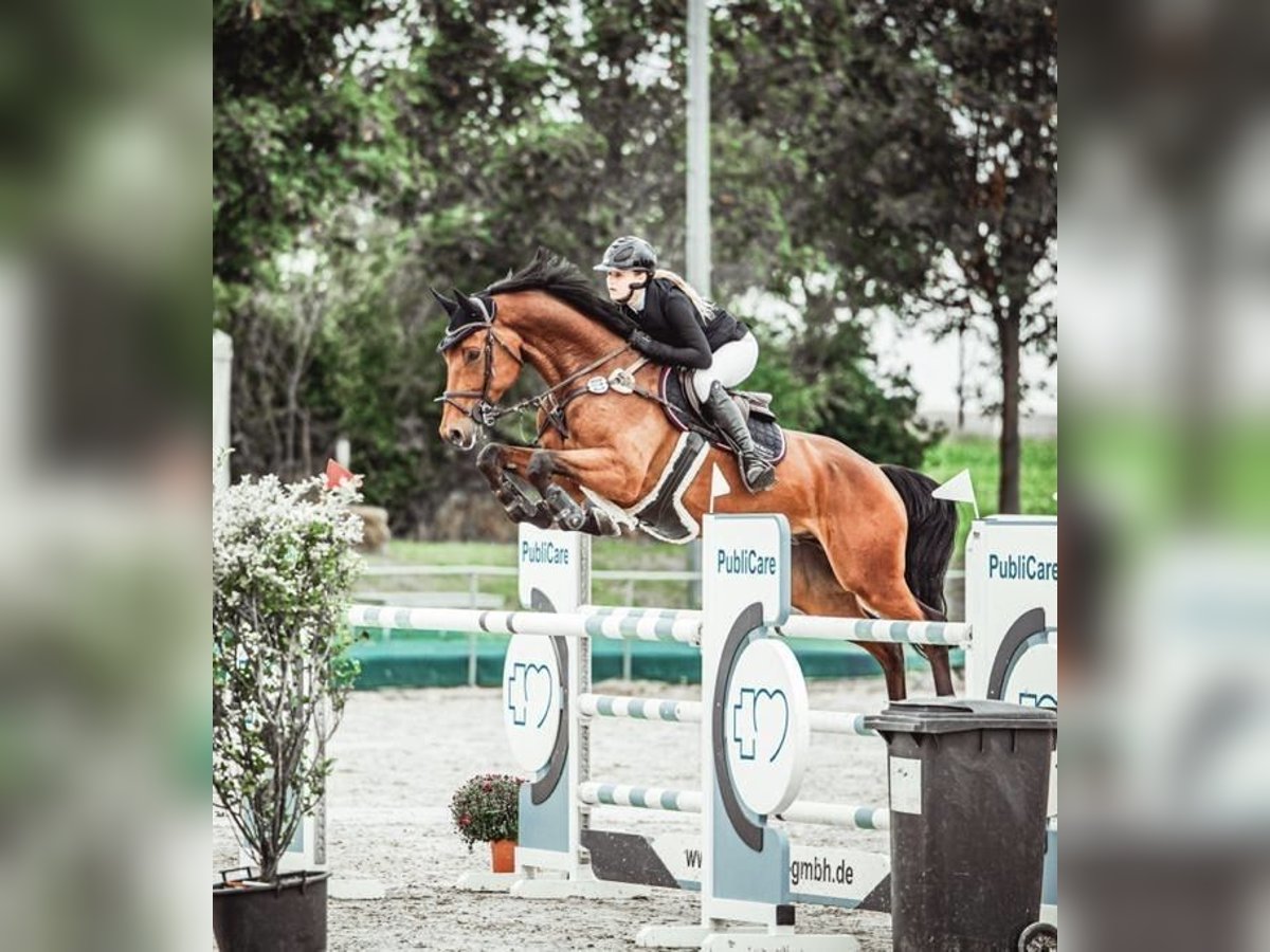 Oldenbourg Hongre 9 Ans 168 cm Bai in Wietzen