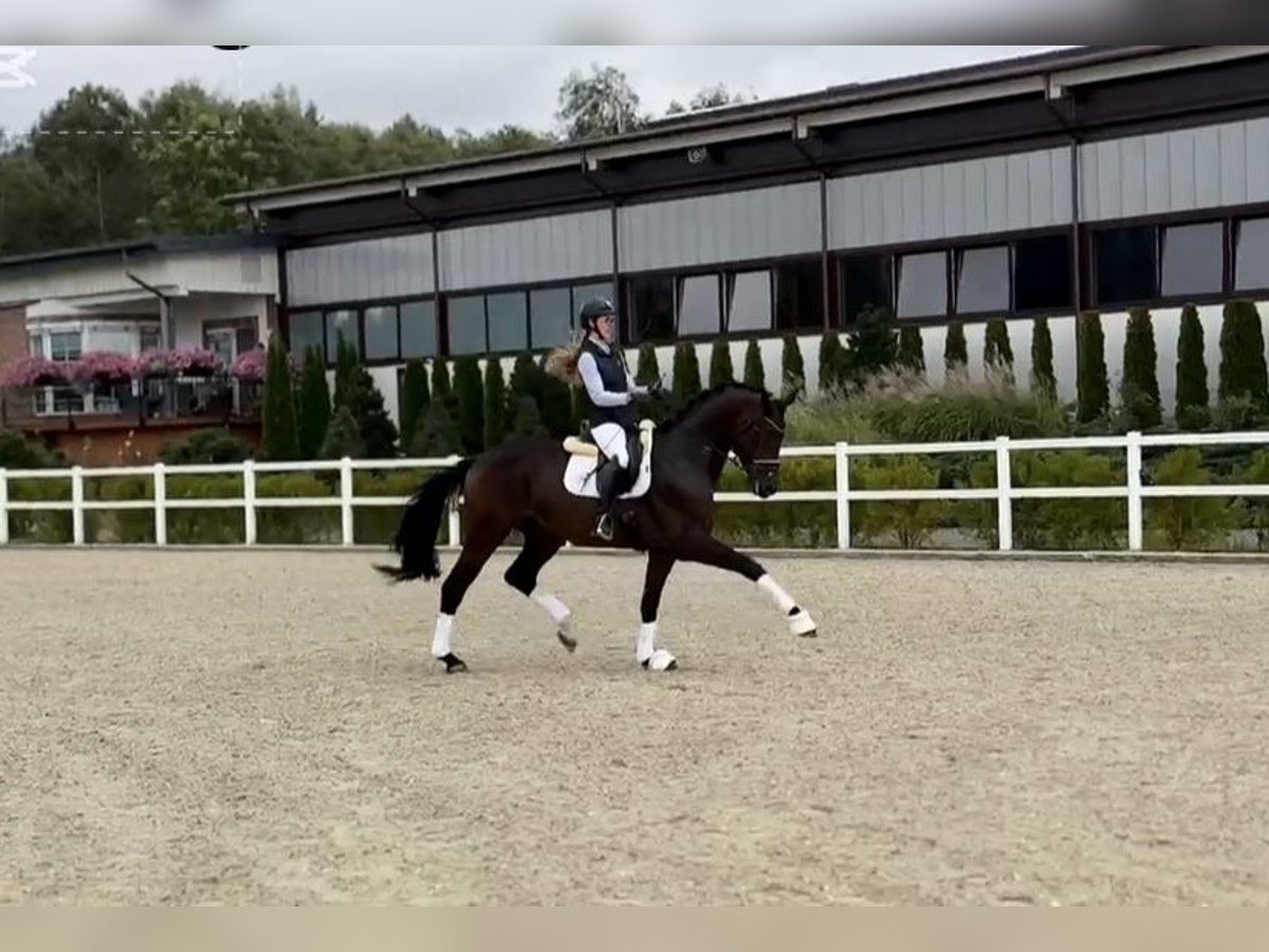 Oldenbourg Hongre 9 Ans 172 cm Bai brun in Kaunas