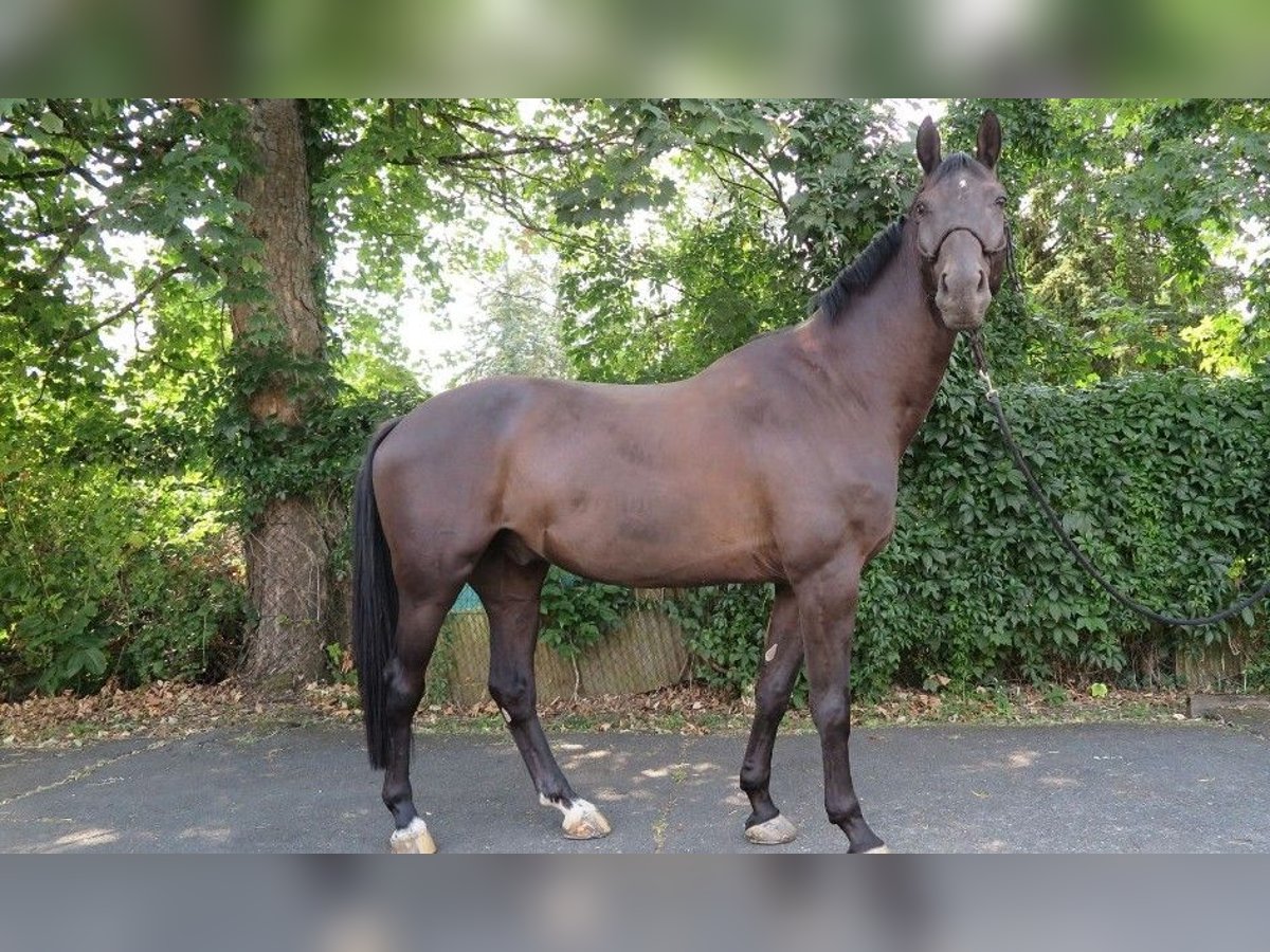 Oldenbourg Hongre 9 Ans 172 cm Noir in Frankfurt am Main