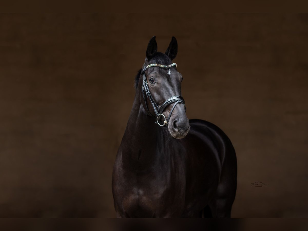 Oldenbourg Hongre 9 Ans 173 cm Noir in Heidesheim am Rhein