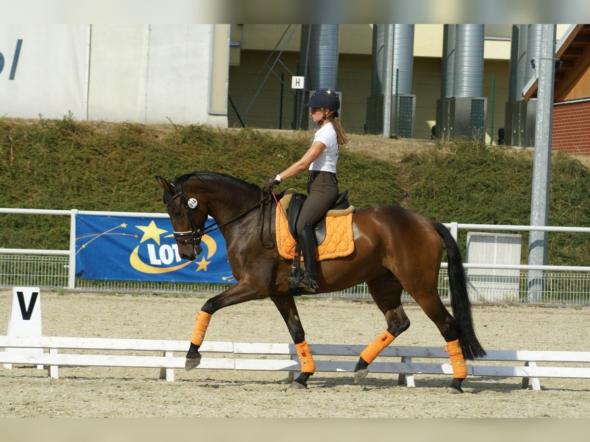 Oldenbourg Jument 10 Ans 163 cm Bai cerise in Doluje