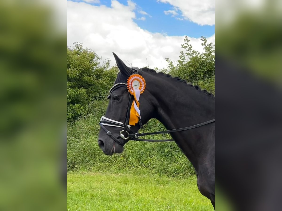 Oldenbourg Jument 10 Ans 163 cm Noir in Roßdorf bei Darmstadt