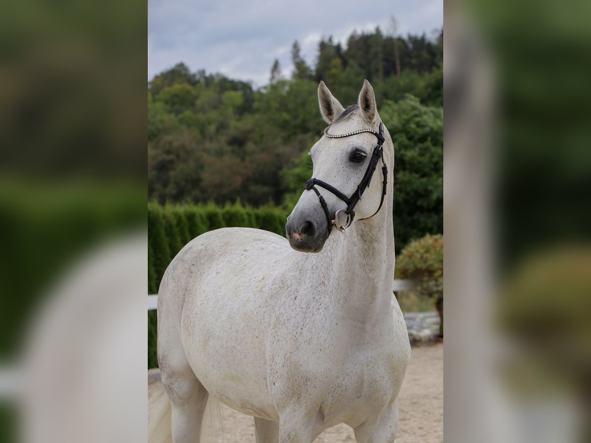 Oldenbourg Jument 10 Ans 166 cm Gris in Schwäbisch Hall