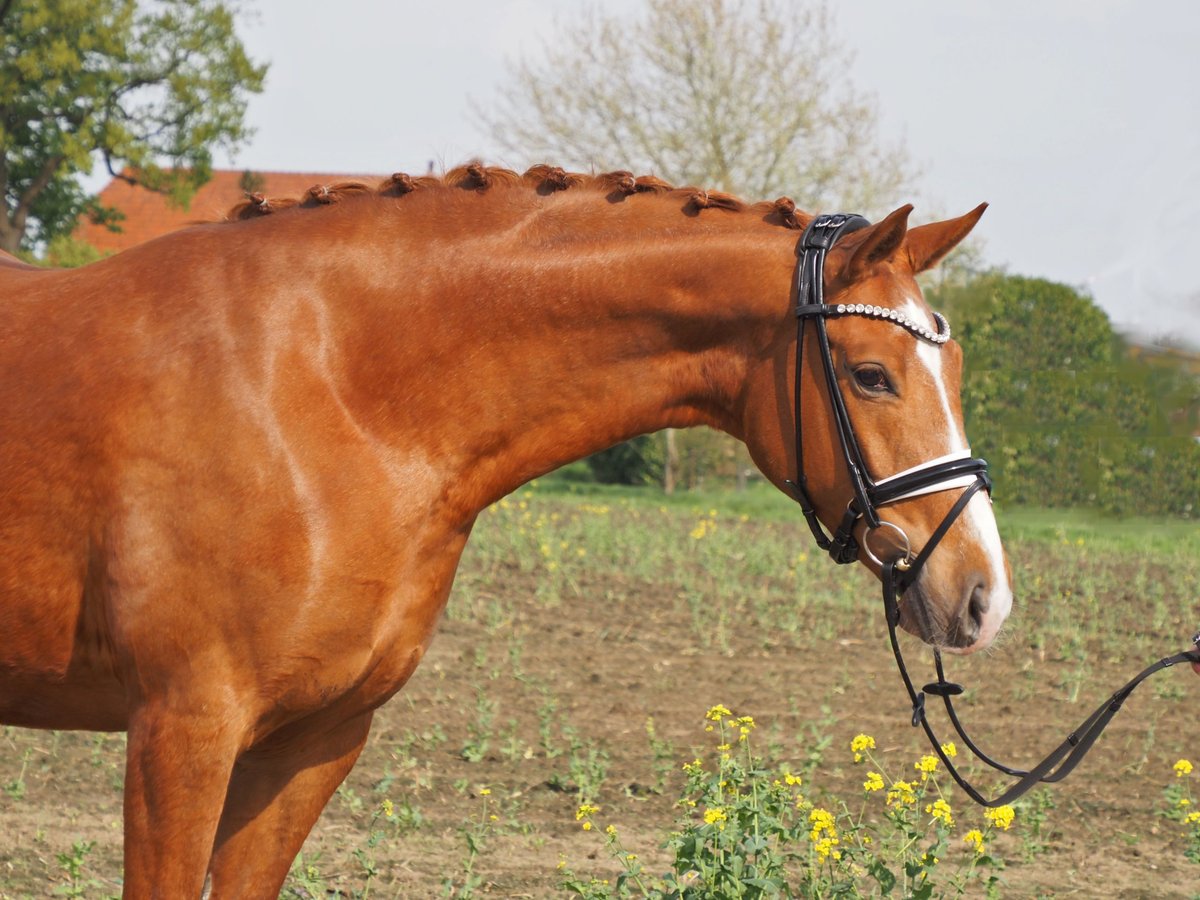 Oldenbourg Jument 10 Ans 167 cm Alezan in Bramsche