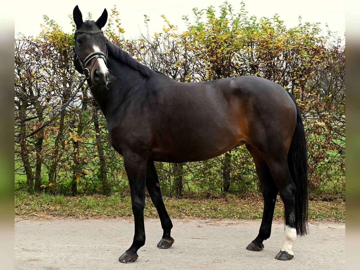 Oldenbourg Jument 10 Ans 168 cm Bai brun in Karlsfeld