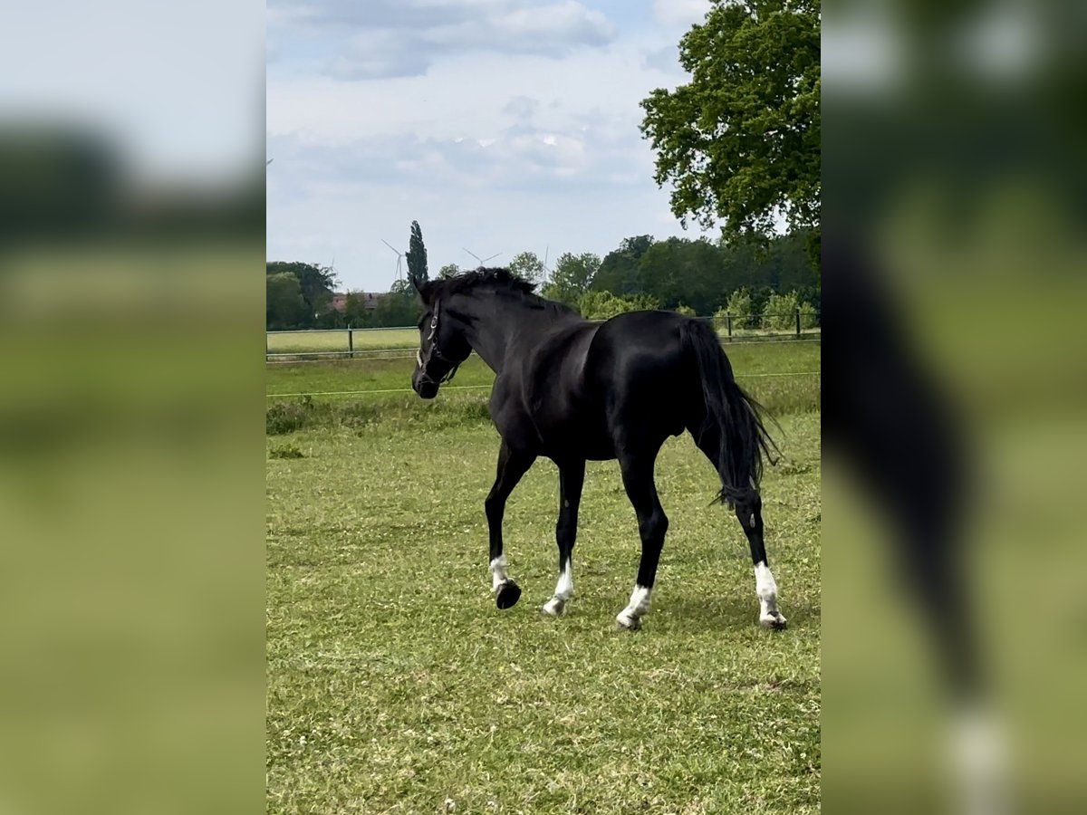 Oldenbourg Jument 10 Ans 170 cm Noir in Vechta Oldenbourg Jument 10 Ans 170 cm Noir in Vechta
