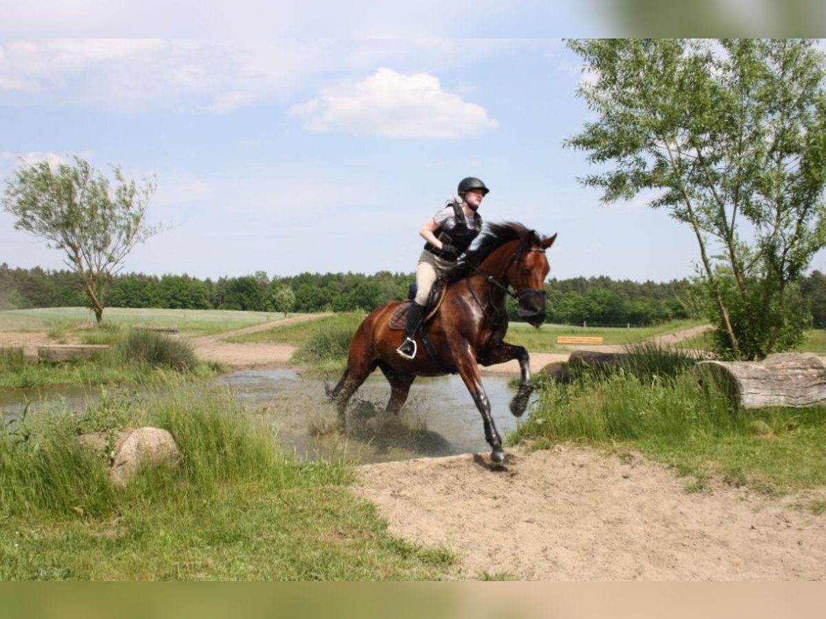 Oldenbourg Jument 10 Ans 171 cm Bai in Papenburg