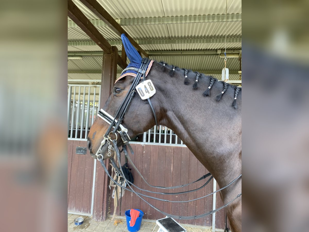 Oldenbourg Jument 10 Ans 176 cm Bai in Malaga