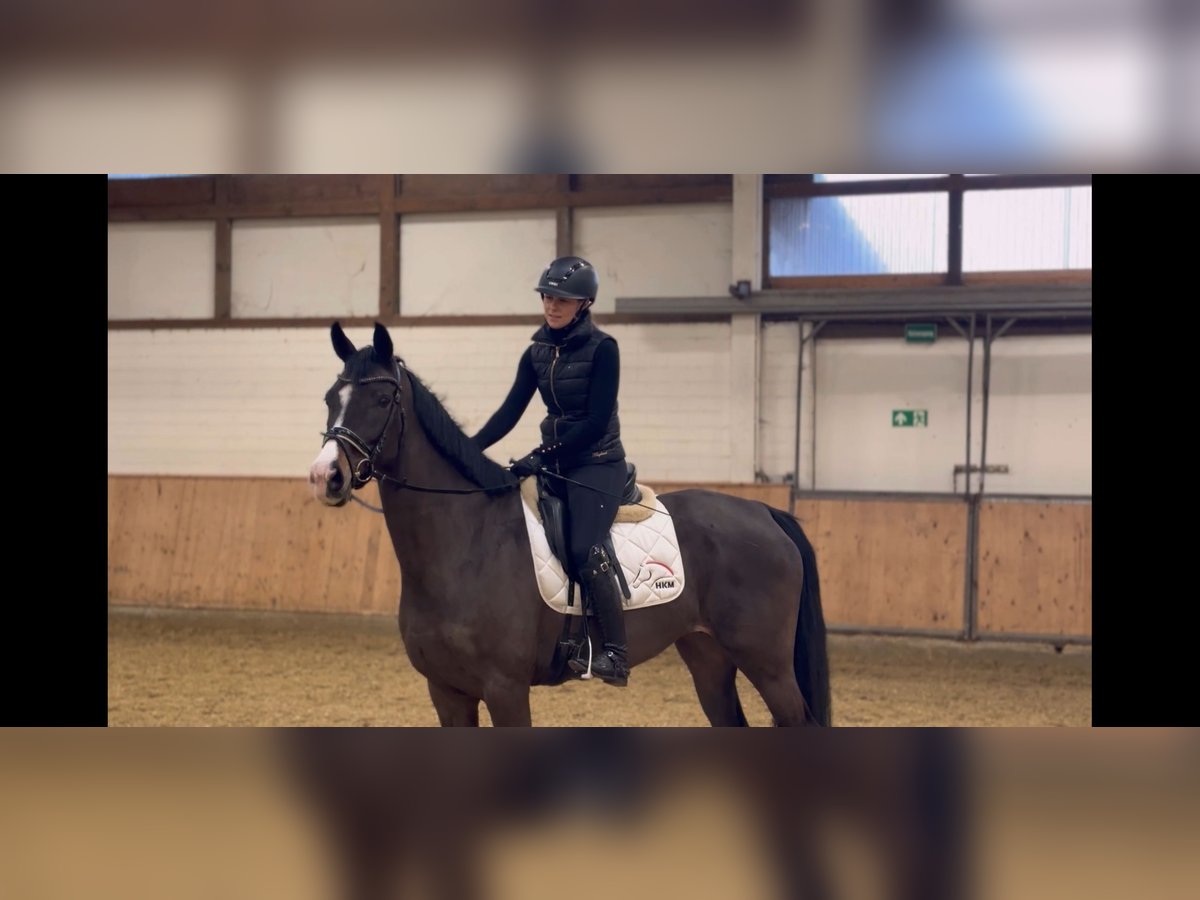 Oldenbourg Jument 11 Ans 164 cm Bai brun in Warendorf