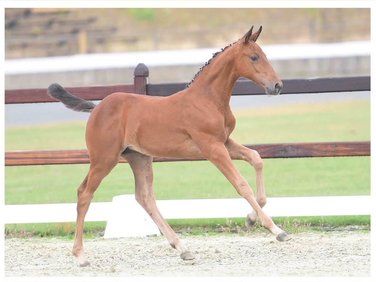 Oldenbourg Jument 11 Ans 166 cm Bai in Bramsche