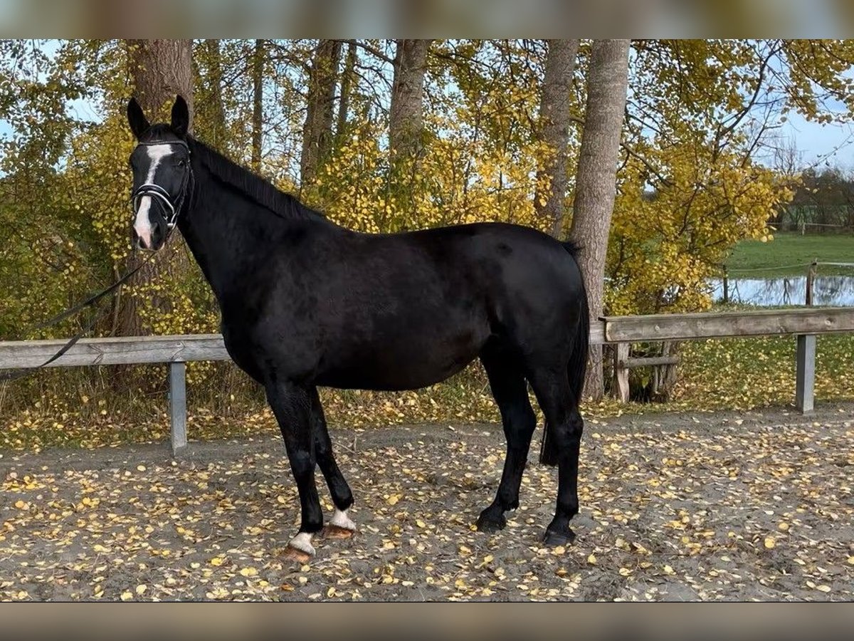 Oldenbourg Jument 11 Ans 166 cm Noir in S&#xFC;derl&#xFC;gum