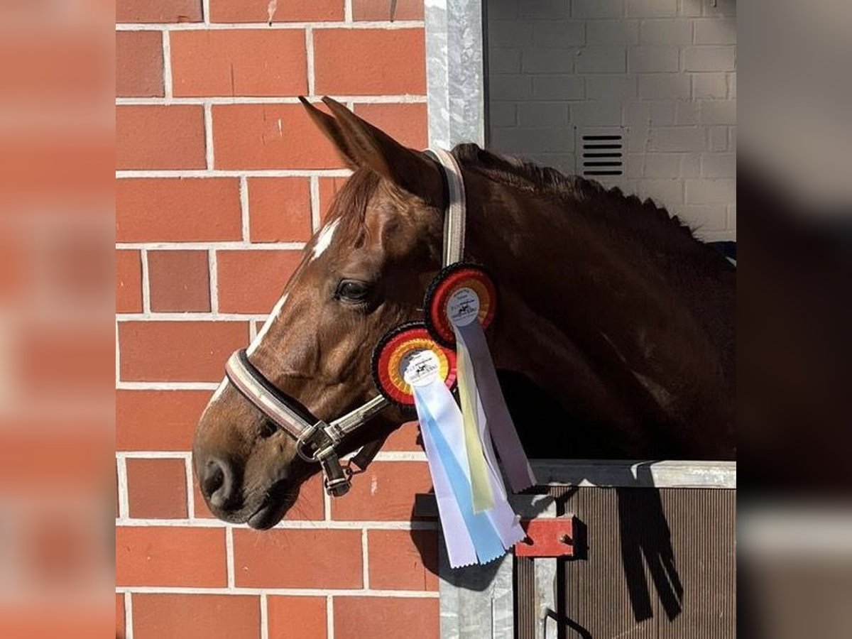 Oldenbourg Jument 11 Ans 170 cm Alezan in Borchen