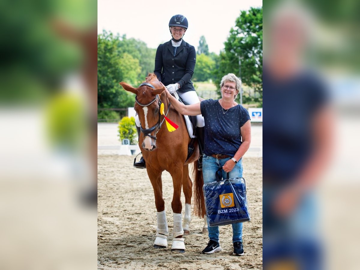 Oldenbourg Jument 11 Ans 170 cm Alezan in Ibbenbüren