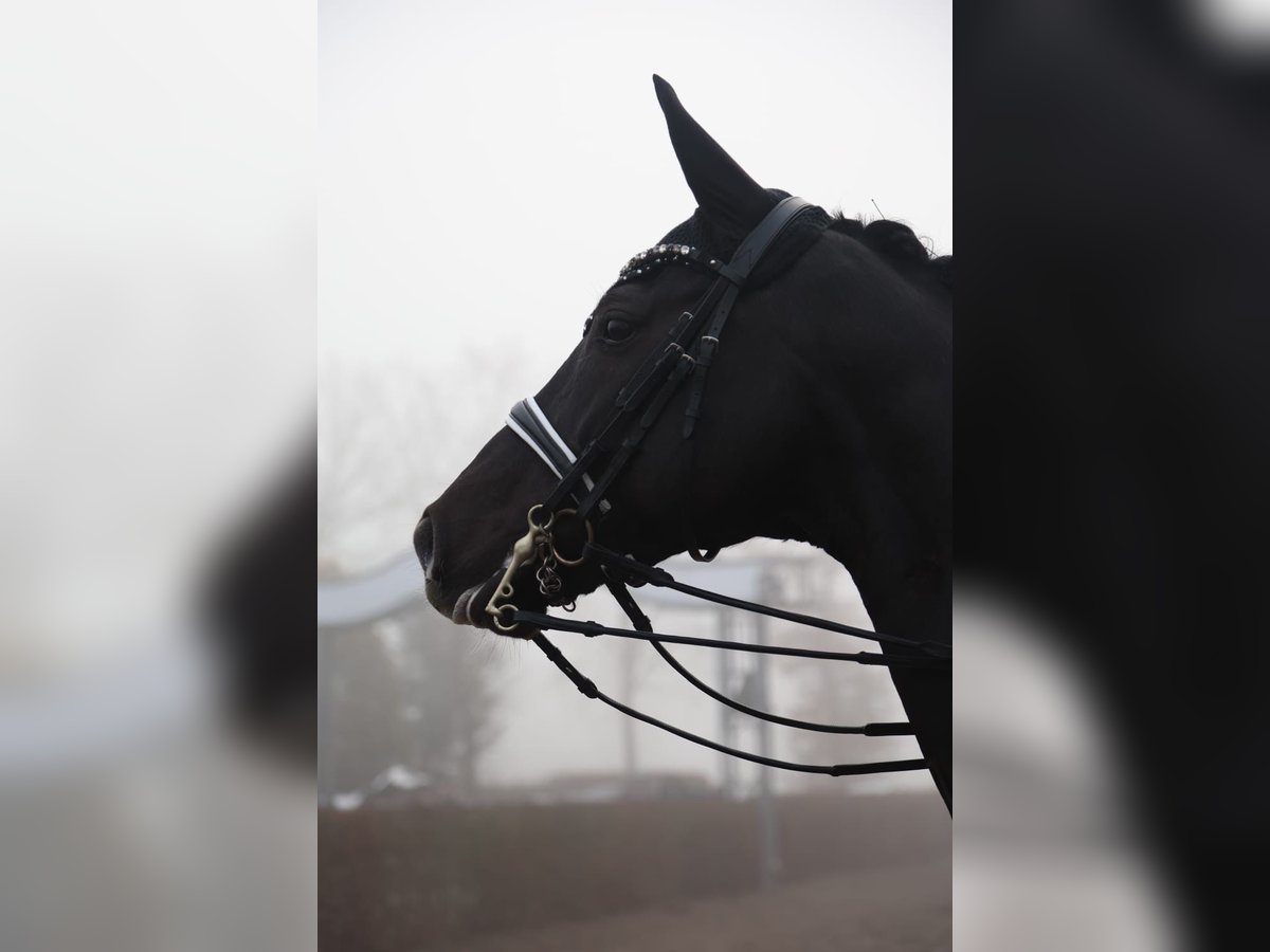 Oldenbourg Jument 11 Ans 170 cm Noir in Bonn