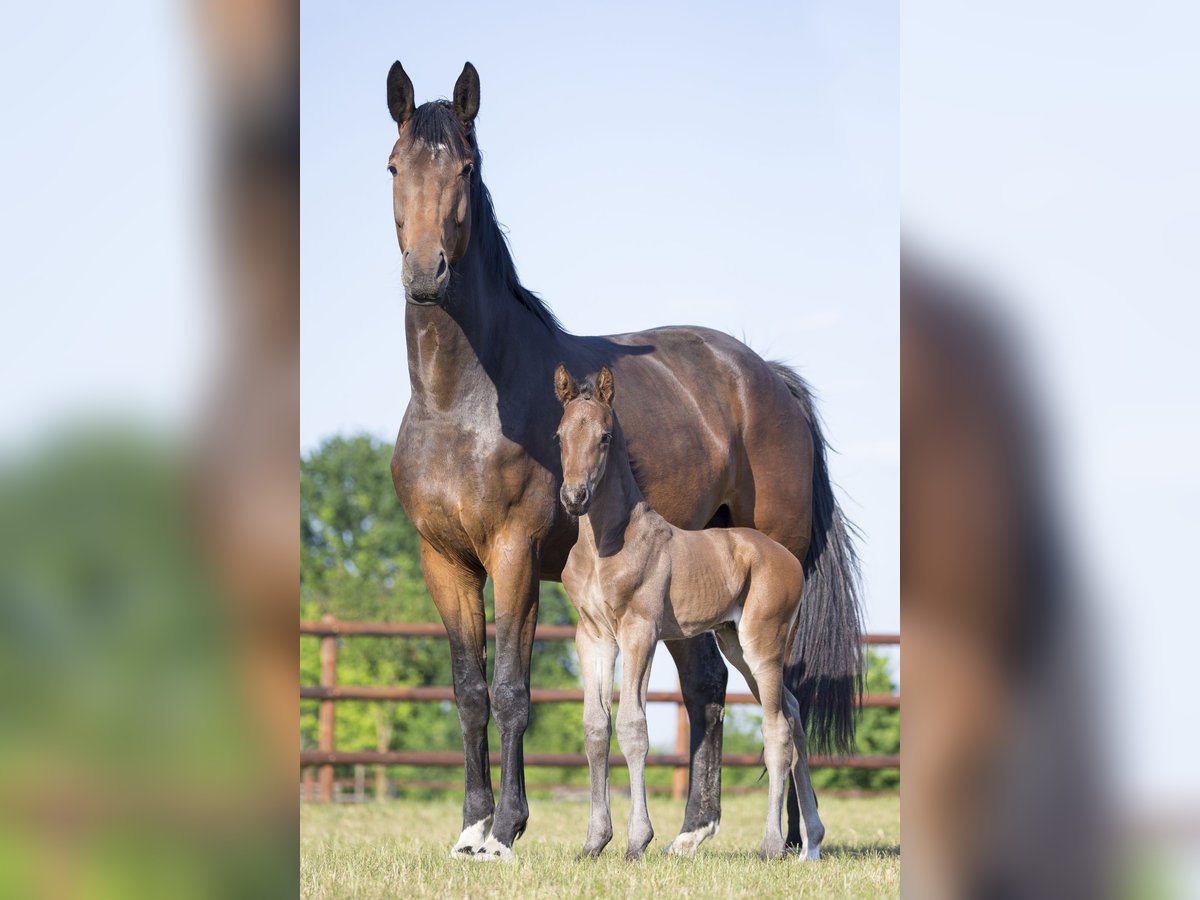 Oldenbourg Jument 11 Ans 172 cm Bai brun foncé in Werder