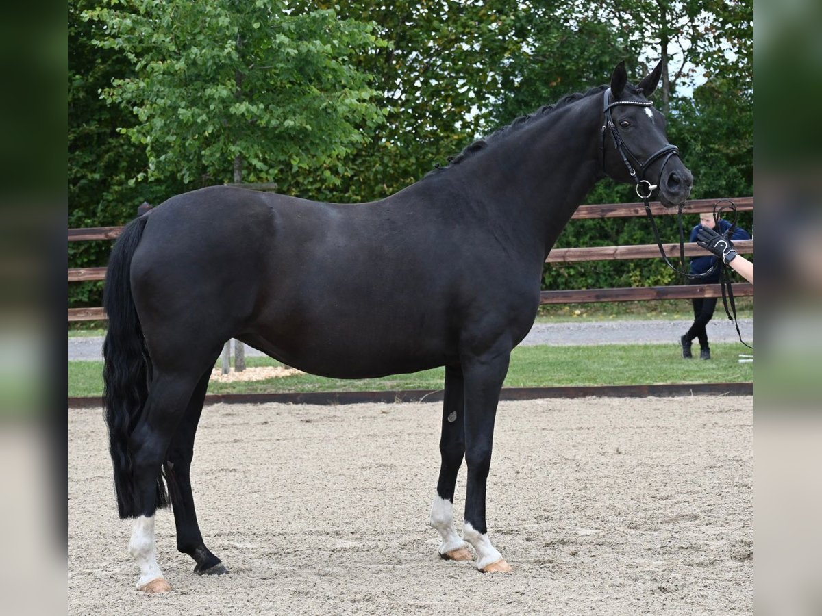 Oldenbourg Jument 11 Ans 173 cm Noir in Blunk