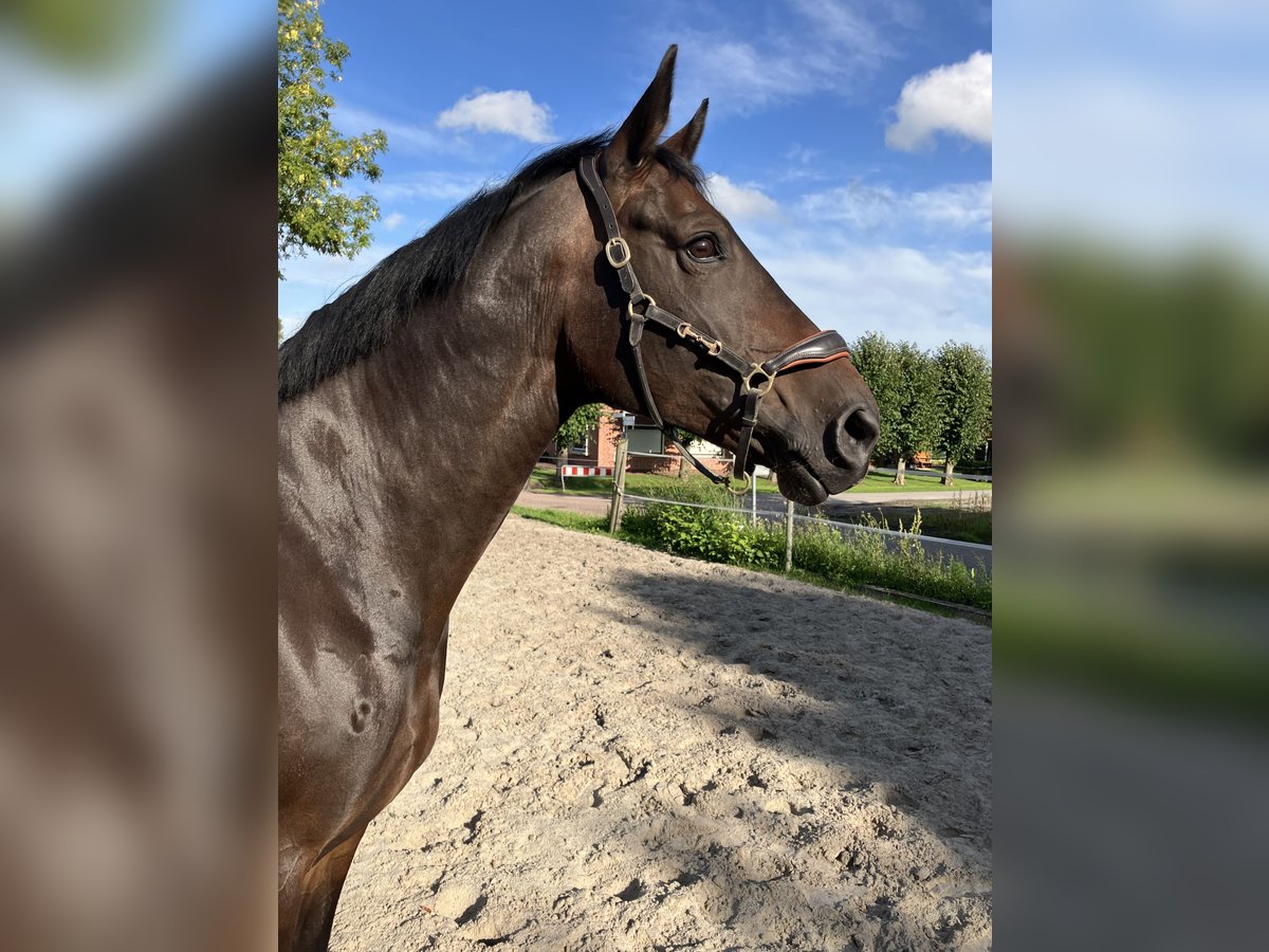 Oldenbourg Jument 11 Ans 174 cm Bai in Großheide