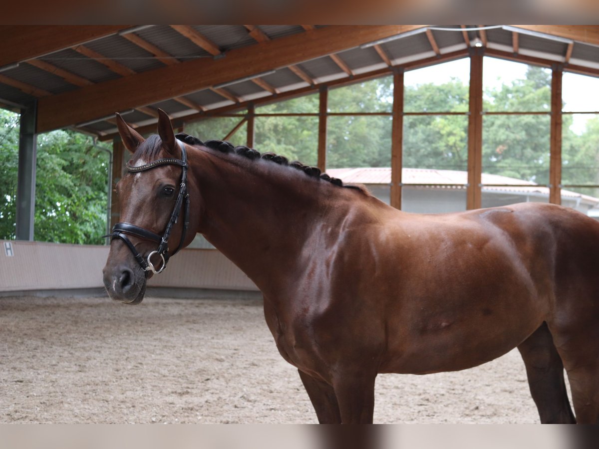 Oldenbourg Jument 11 Ans 175 cm Alezan brûlé in Wiesloch