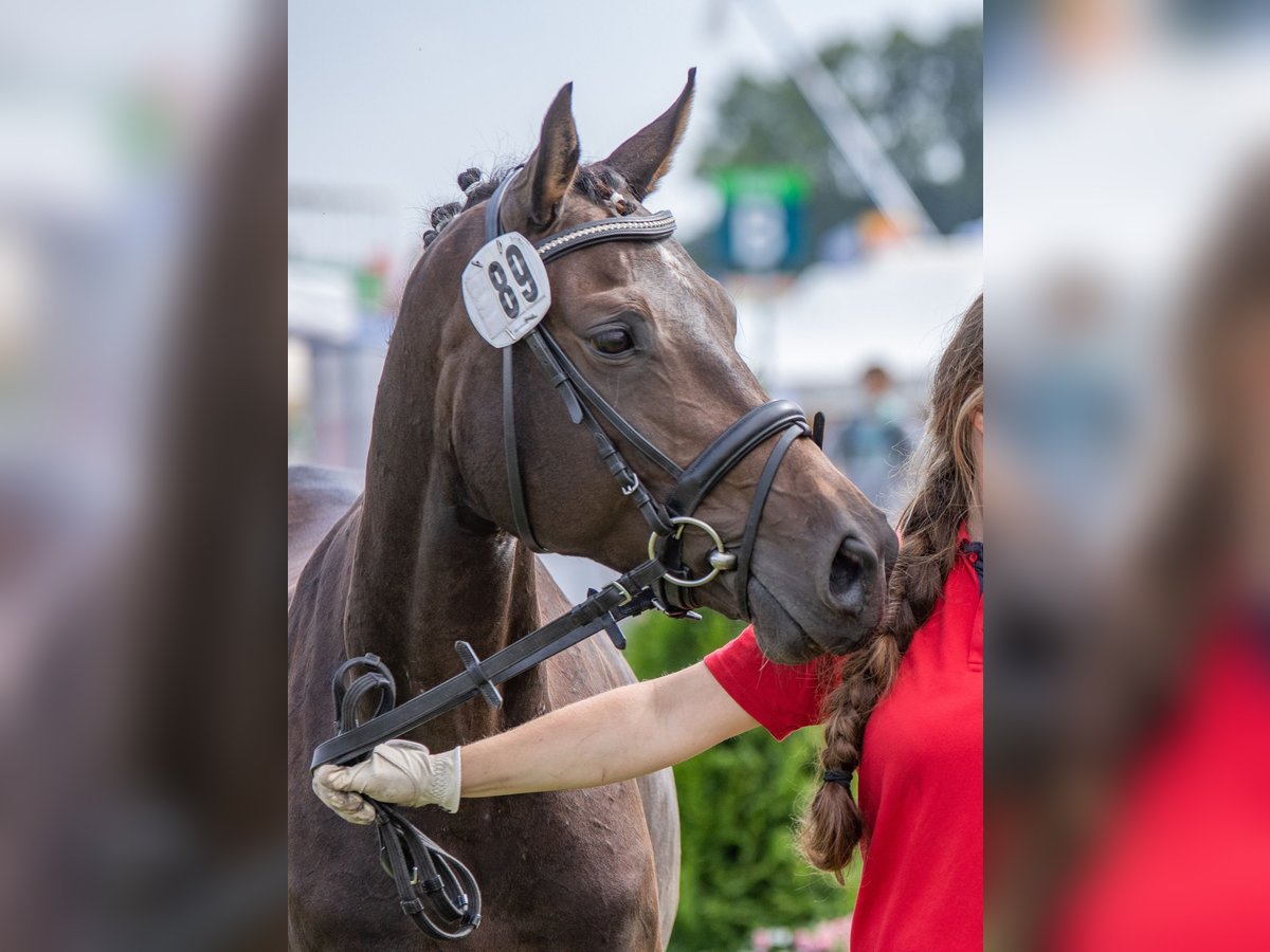 Oldenbourg Jument 12 Ans 152 cm Bai brun foncé in Walchum