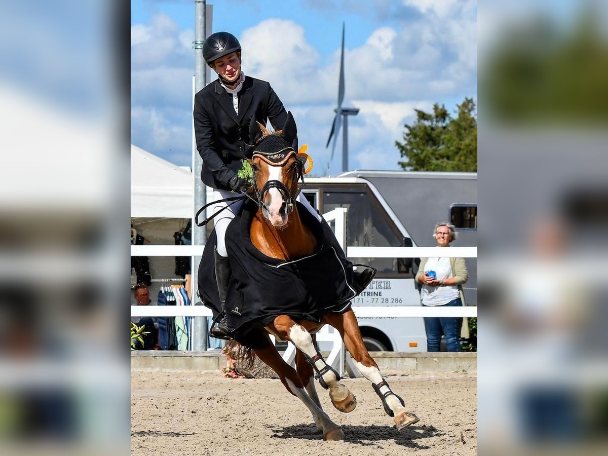 Oldenbourg Jument 12 Ans 158 cm Alezan in D&#xE4;nischenhagen