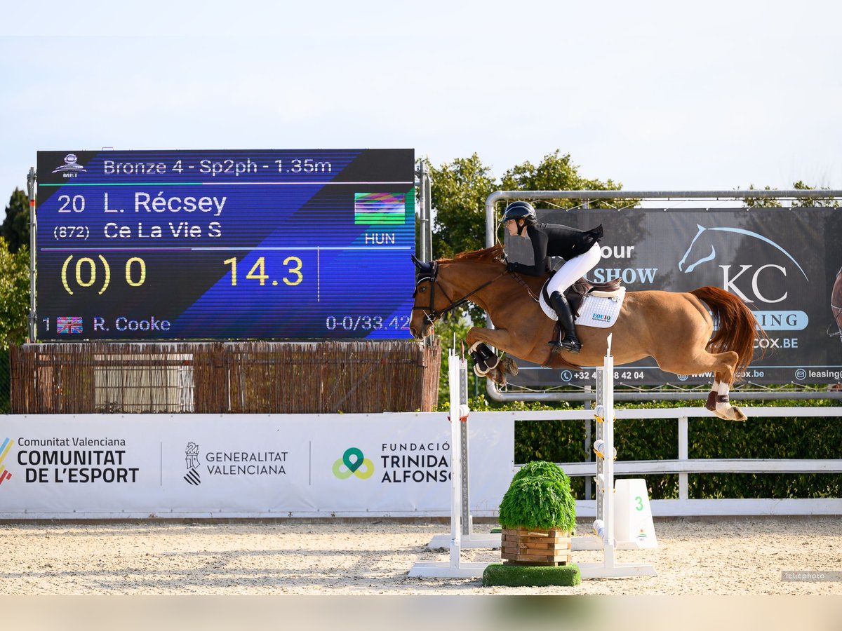 Oldenbourg Jument 12 Ans 164 cm Alezan brûlé in Zalaszentgyorgy
