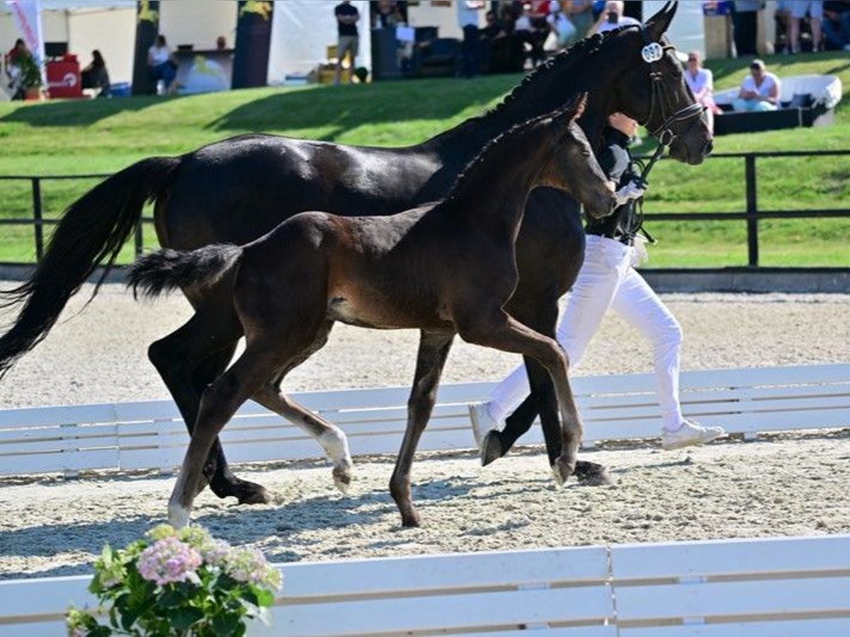 Oldenbourg Jument 12 Ans 170 cm Noir in Nuthe-Urstromtal