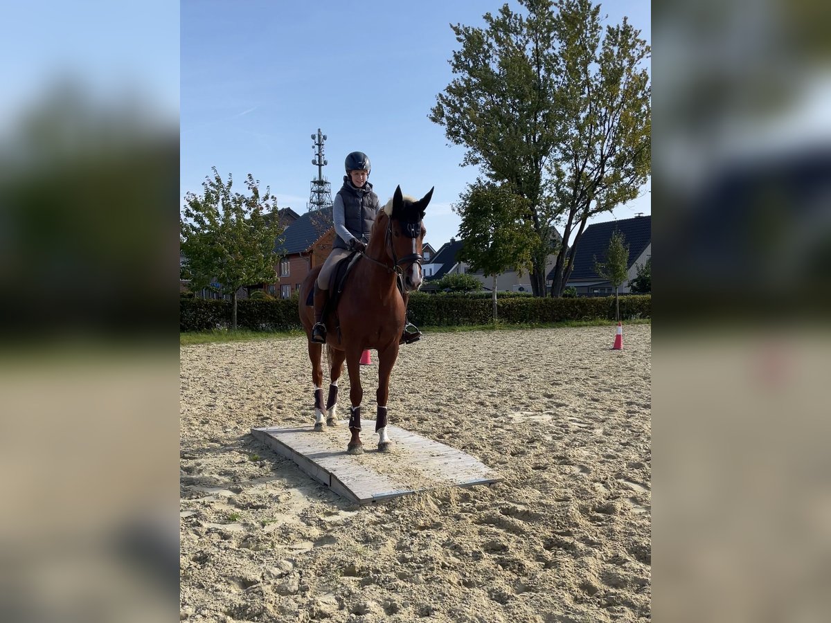 Oldenbourg Jument 13 Ans 163 cm Alezan in Münster