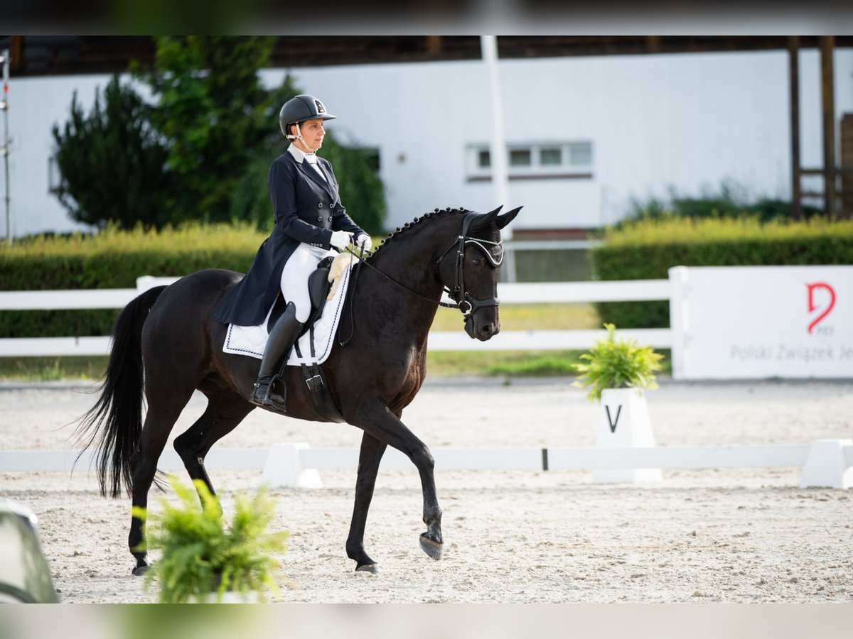 Oldenbourg Jument 13 Ans 164 cm Noir in Osie