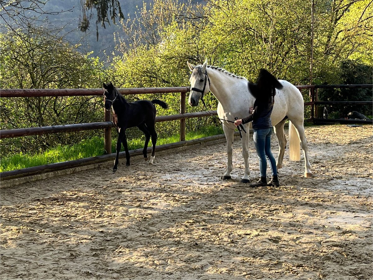 Oldenbourg Jument 13 Ans 165 cm Gris in Lennestadt