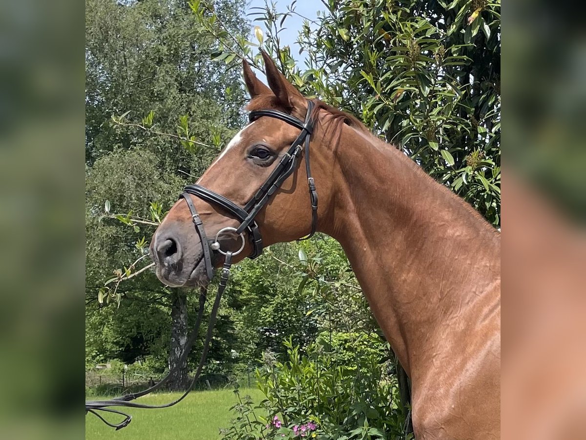 Oldenbourg Jument 13 Ans 166 cm Alezan brûlé in Roetgen