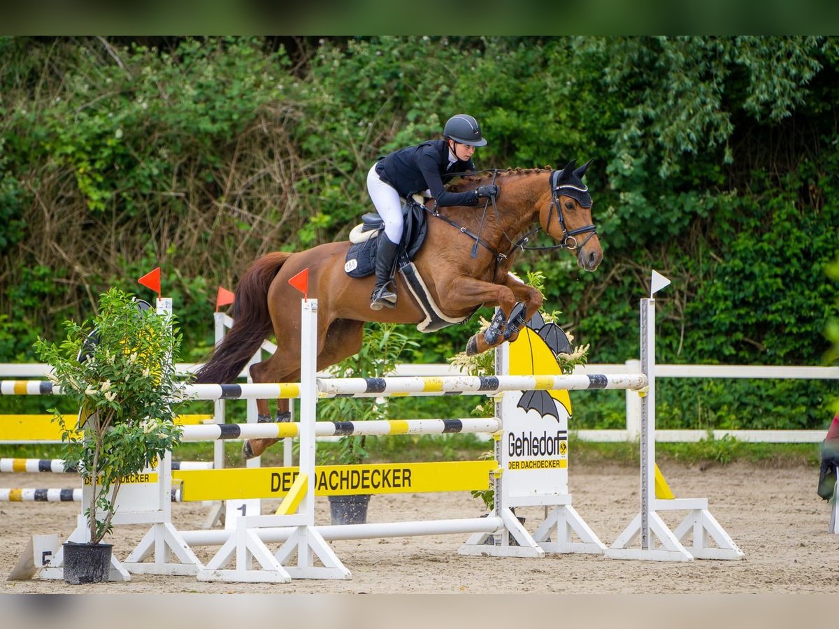 Oldenbourg Jument 13 Ans 168 cm Alezan brûlé in Krummesse