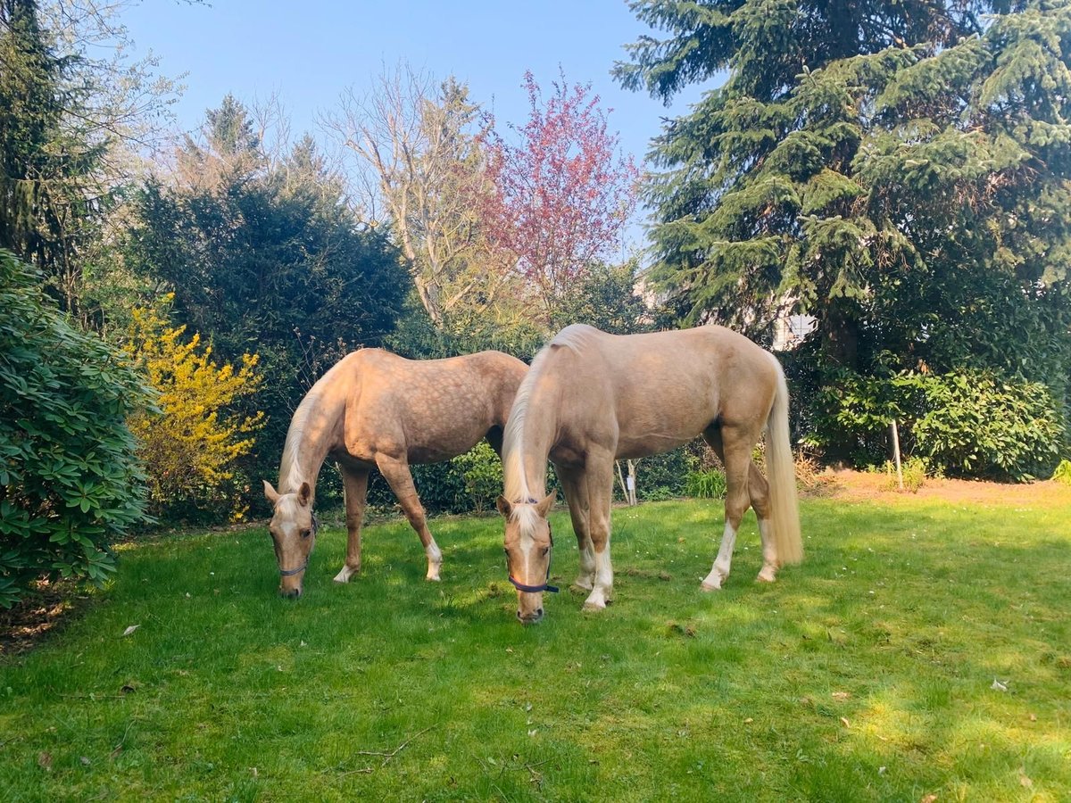 Oldenbourg Jument 13 Ans 169 cm Palomino in Köln