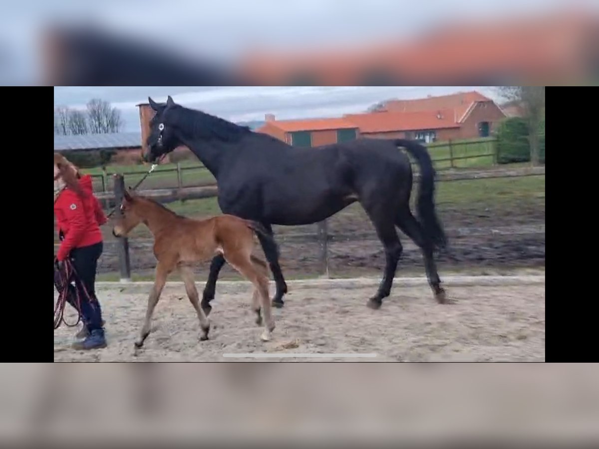 Oldenbourg Jument 13 Ans 172 cm Bai brun foncé in Ankum