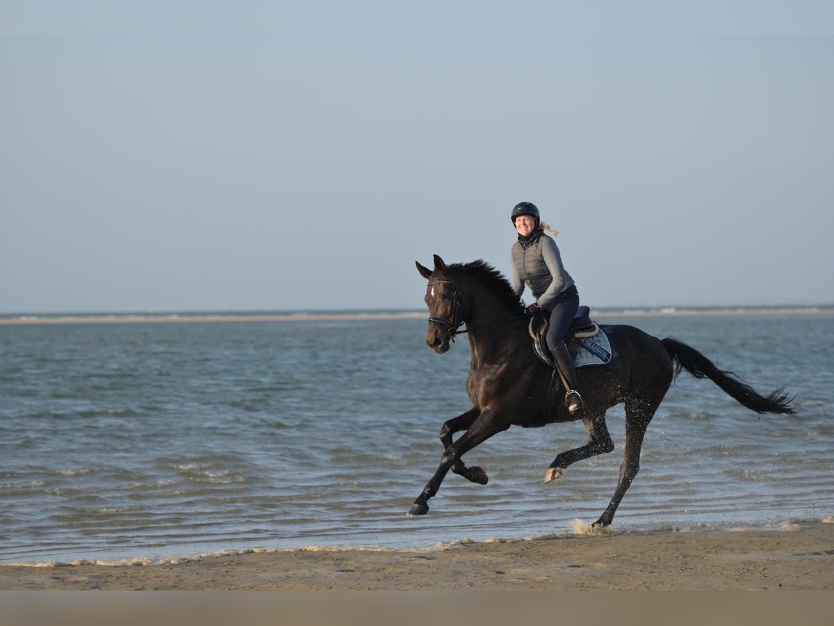 Oldenbourg Jument 13 Ans 183 cm Bai brun foncé in Waltrop