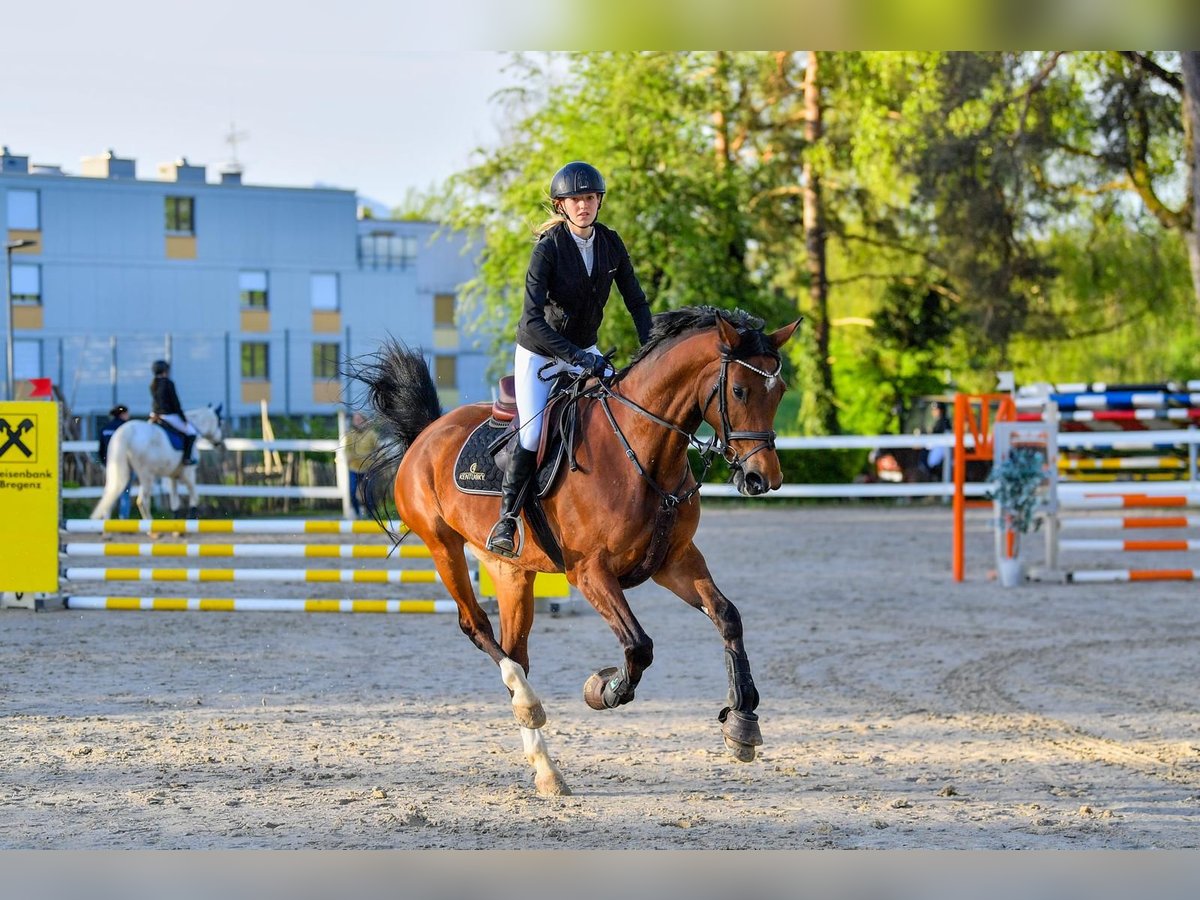 Oldenbourg Jument 13 Ans Bai in Dornbirn