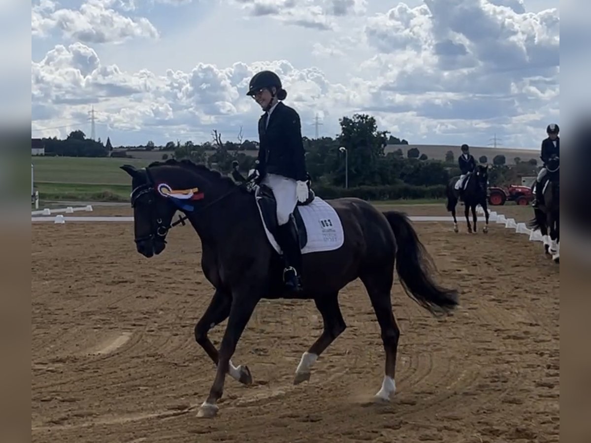 Oldenbourg Jument 14 Ans 158 cm Alezan brûlé in Braunsbedra